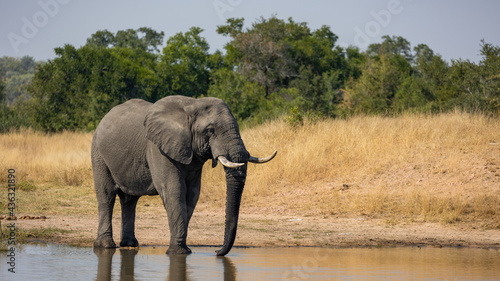 Big african elephant bull at the waterhole