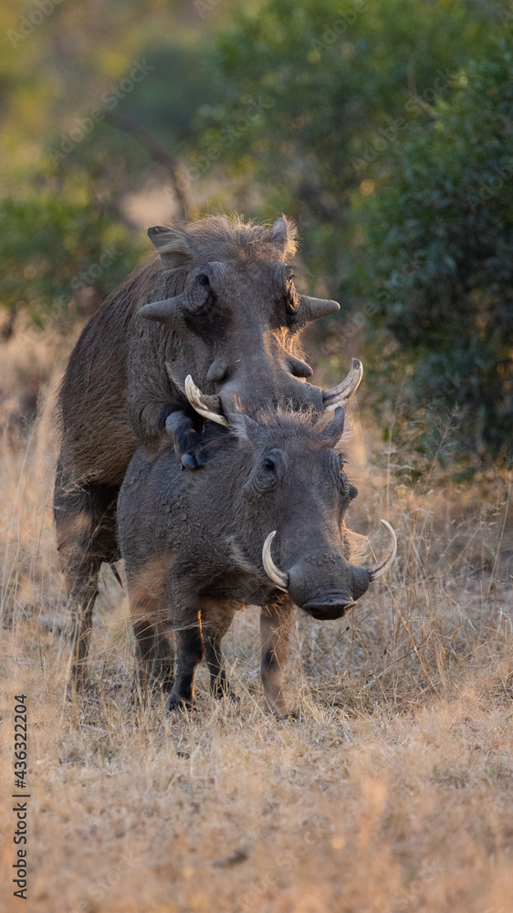 a pair of warthogs mating