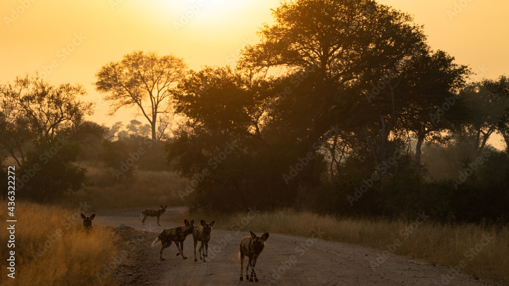 sunrise with african wild dogs in the road sunrise with african wild dogs in the road