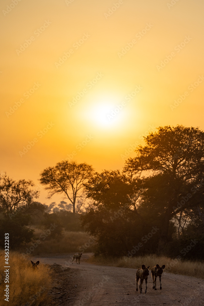 sunrise with african wild dogs in the road sunrise with african wild dogs in the road