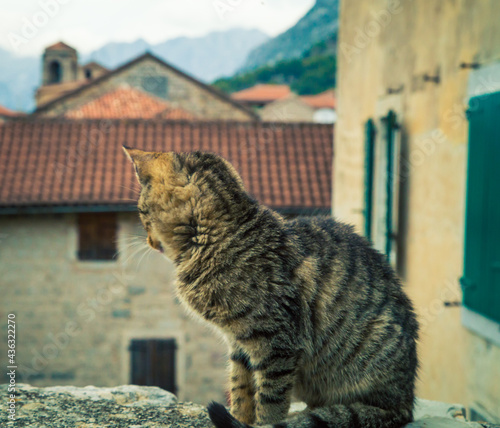cat in Kotor on a wall  © rusty elliott