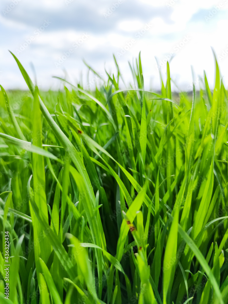 Obraz premium Green grass under blue sky. Grass in the meadow. Green grass field