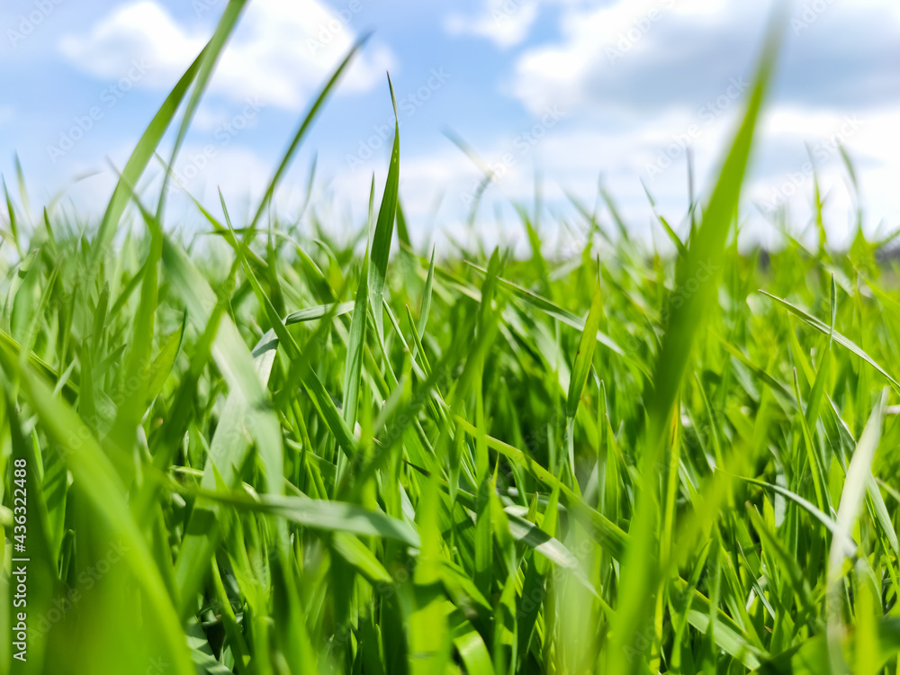 Obraz premium Green grass under blue sky. Grass in the meadow. Green grass field