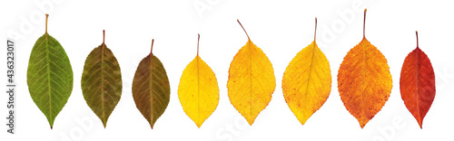 Photography Border from dry colored autumn leaves isolated on white background