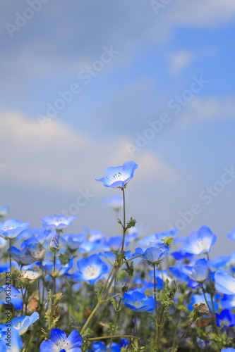 daisies on blue sky background