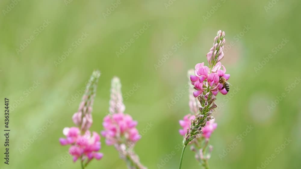 Pink flowers of sainfoin and a bee collecting nectar, Onobrychis viciifolia Pink flowers of sainfoin and a bee collecting nectar, Onobrychis viciifolia
