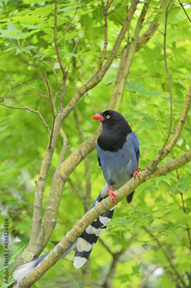 The Taiwan blue magpie, also called the Taiwan magpie, Formosan blue magpie, or the The Taiwan blue magpie, also called the Taiwan magpie, Formosan blue magpie, or the