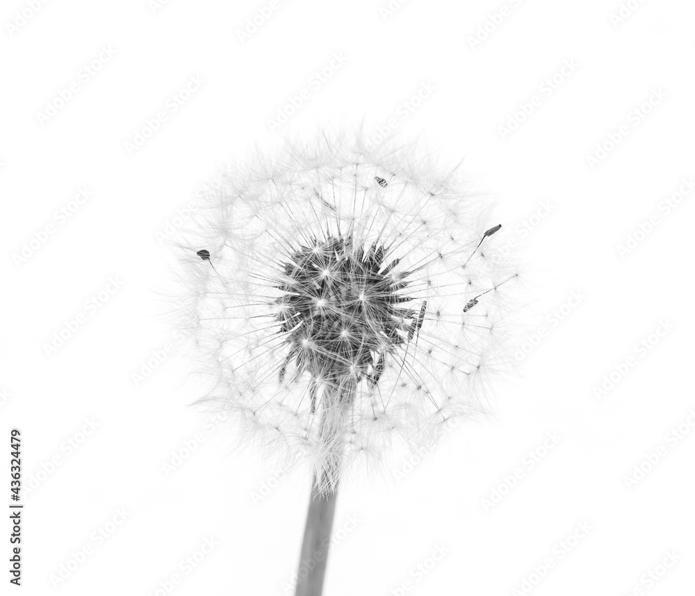 Dandelion flower isolated on white, black and white photography