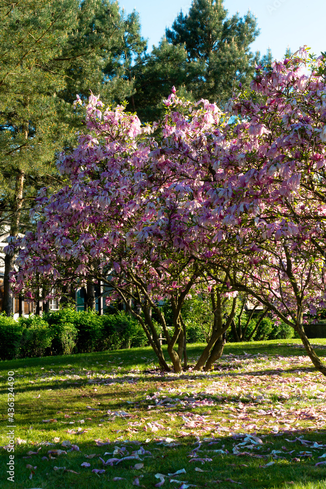 Naklejka premium pink cherry blossoms in the park