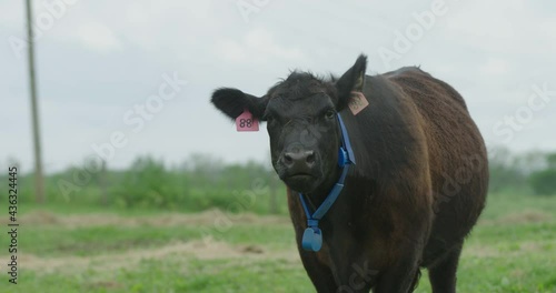 Slow motion close up of a black angus cow mooing towards camera photo