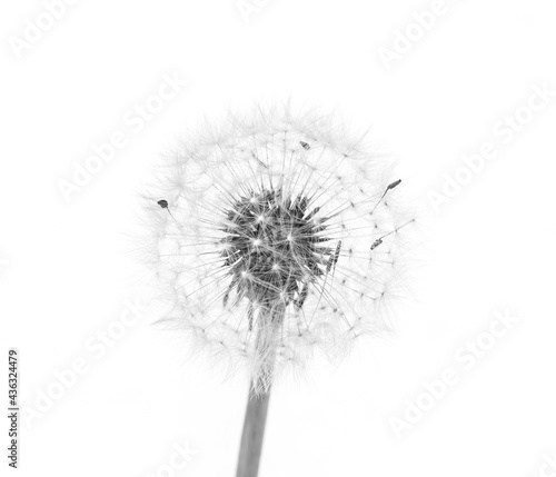 Dandelion flower isolated on white, black and white photography
