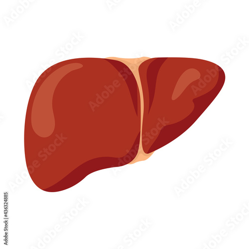 Liver flat color dd ww organ isol