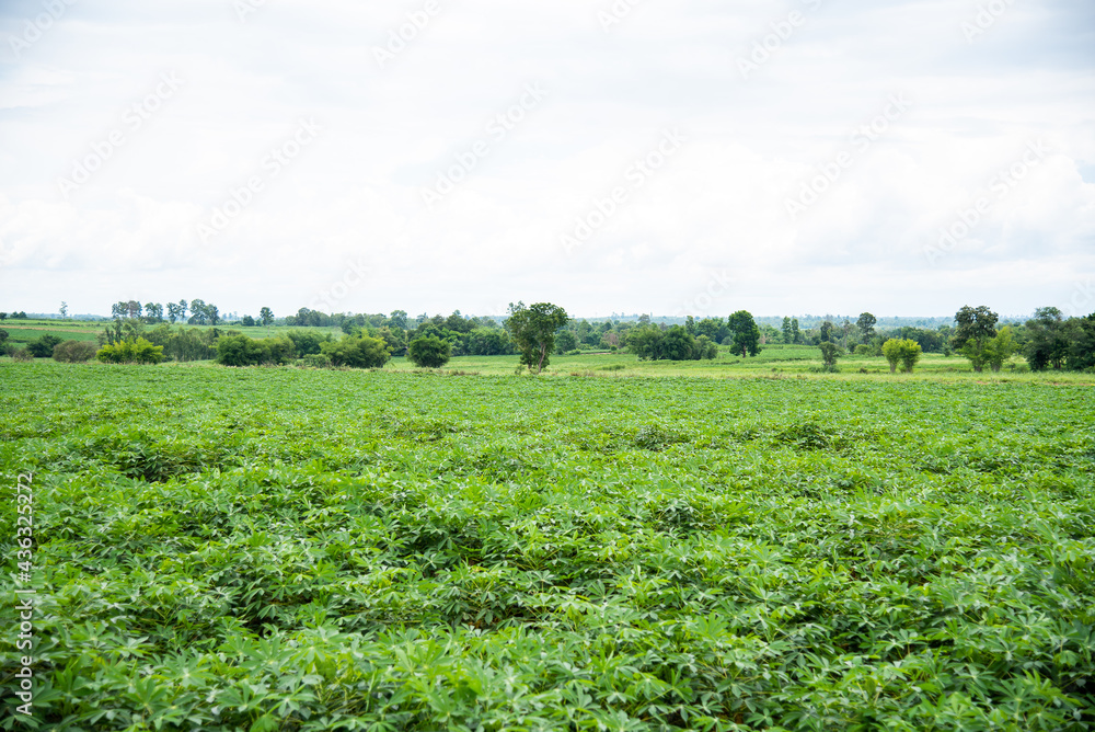 Cassava fields ,Lush green 
