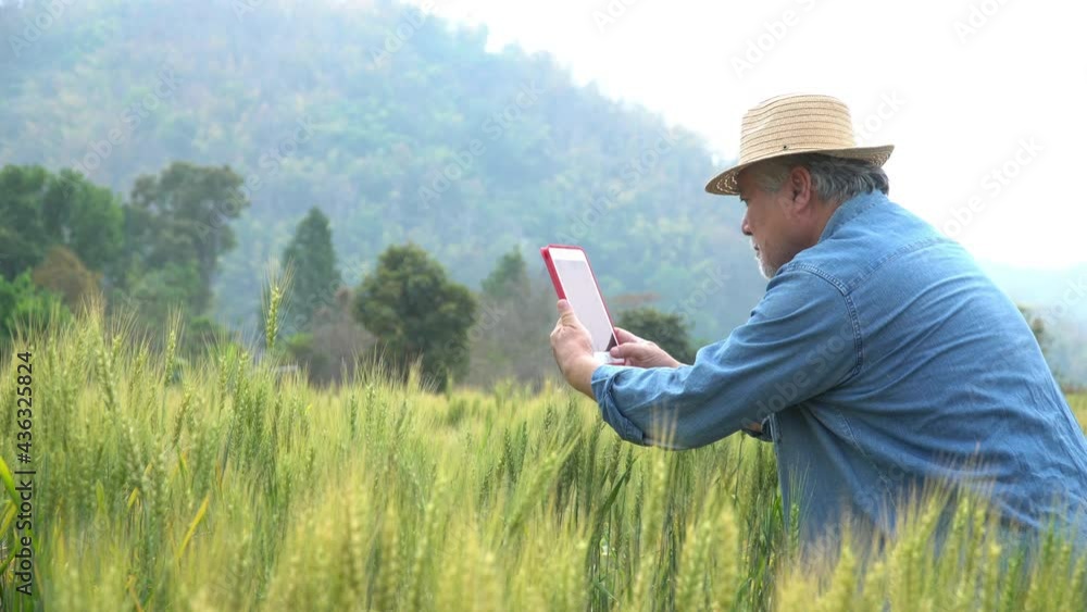 senior men with smartphone and wheat field on background. Agriculture industry technology concept senior men with smartphone and wheat field on background. Agriculture industry technology concept