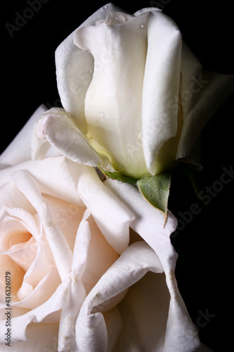 white rose on black background © aykutkarahan