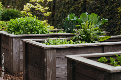 Various vegetable in a raised bed