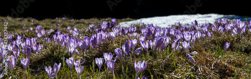 Beautiful purple flowers on meadow in Tatra mountains