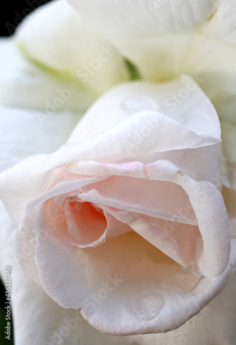 close-up of a white rose background