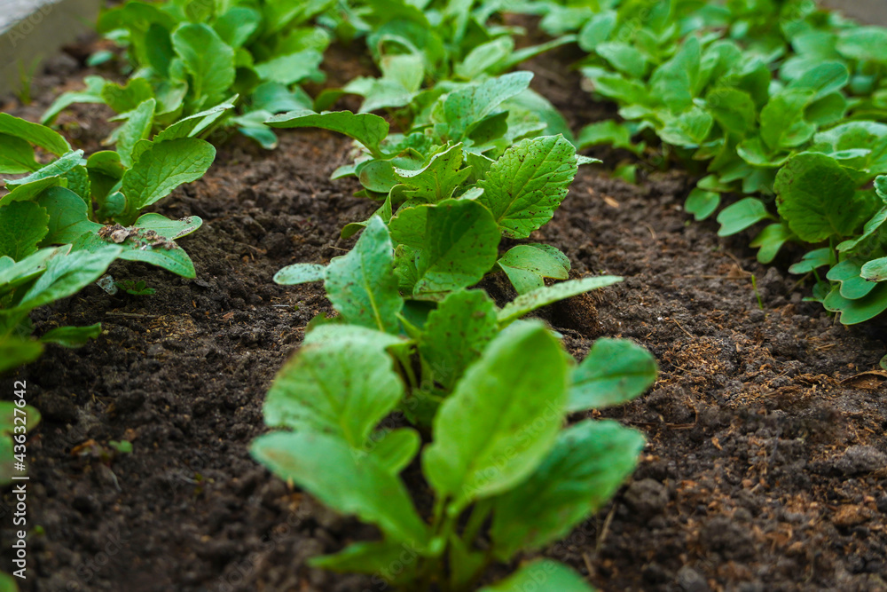 Closeup row of radish seedlings in the garden. Closeup row of radish seedlings in the garden.