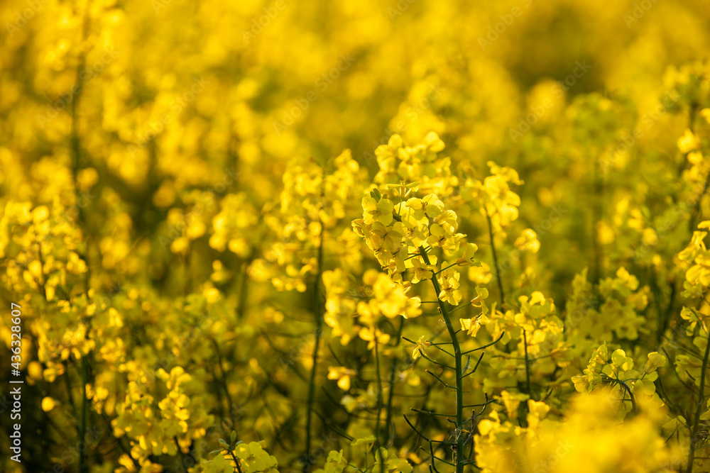 Golden canola flower in evening sun