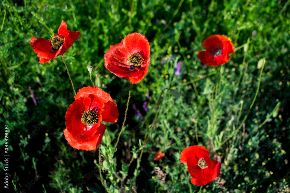 Red poppy flower growing in the spring on the plains. Red flower on agricultural fields. Red poppy flower growing in the spring on the plains. Red flower on agricultural fields.