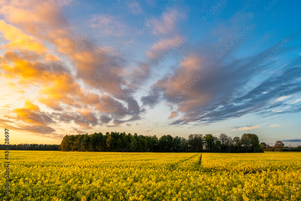 Cloudy sunset over golden canola field Cloudy sunset over golden canola field