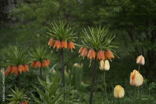 cones in the garden