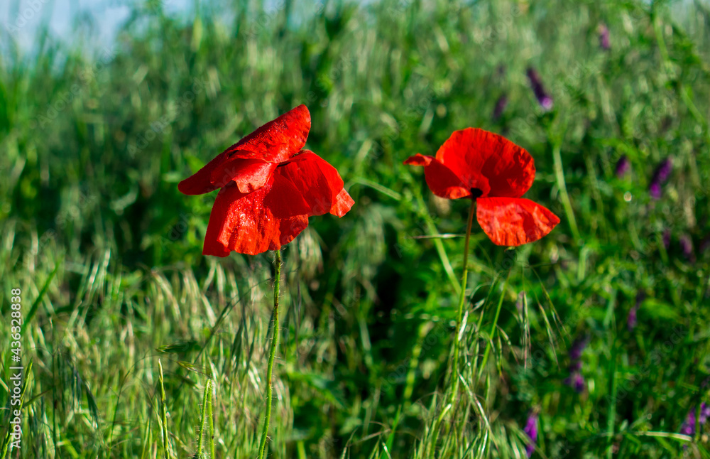 Obraz premium Red poppy flower growing in the spring on the plains. Red flower on agricultural fields.