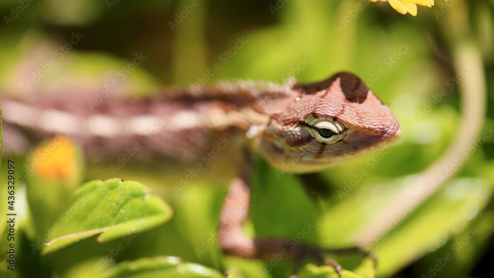 close up of garden lizard moving smoothly through the leaves, Macro shot close up of garden lizard moving smoothly through the leaves, Macro shot