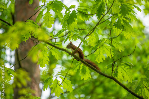 green leaves in the sun