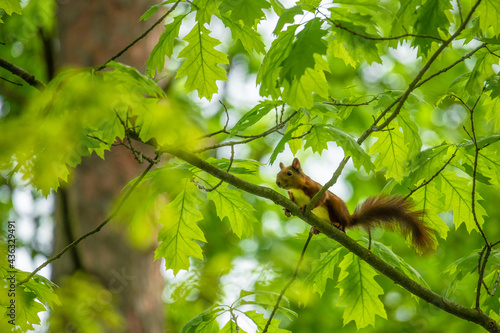 leaves in the forest