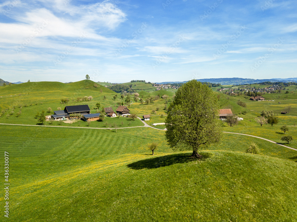 Aerial image of drumlin hills landscape with single trees on hill top Aerial image of drumlin hills landscape with single trees on hill top