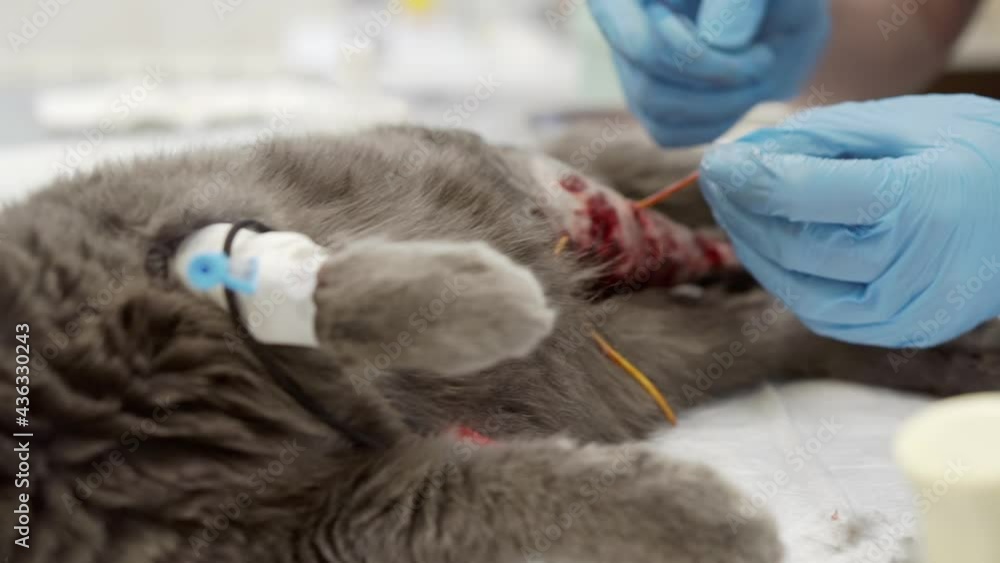 A veterinarian performs an operation on a cat's paw. A veterinarian performs an operation on a cat's paw.
