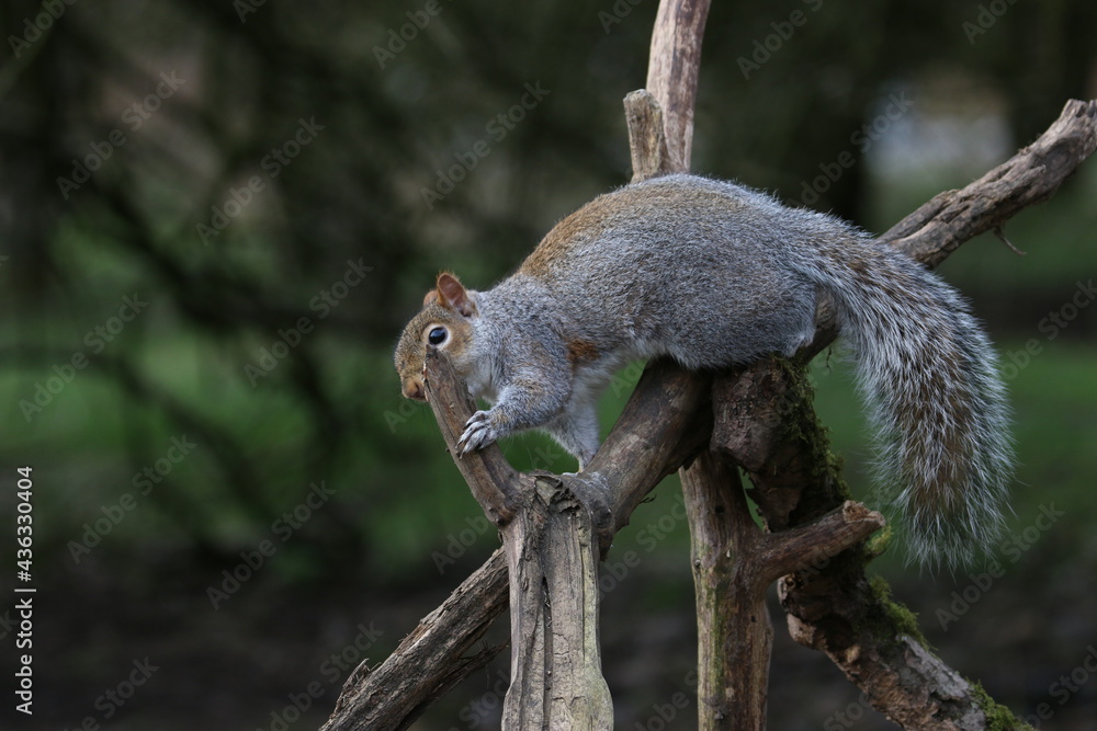 Grey squirrel walking along logs Grey squirrel walking along logs