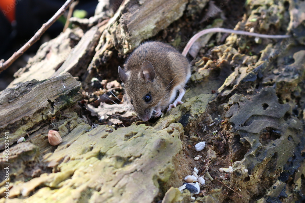Fototapeta premium Field mouse sat inside logs surrounded by seeds and nuts