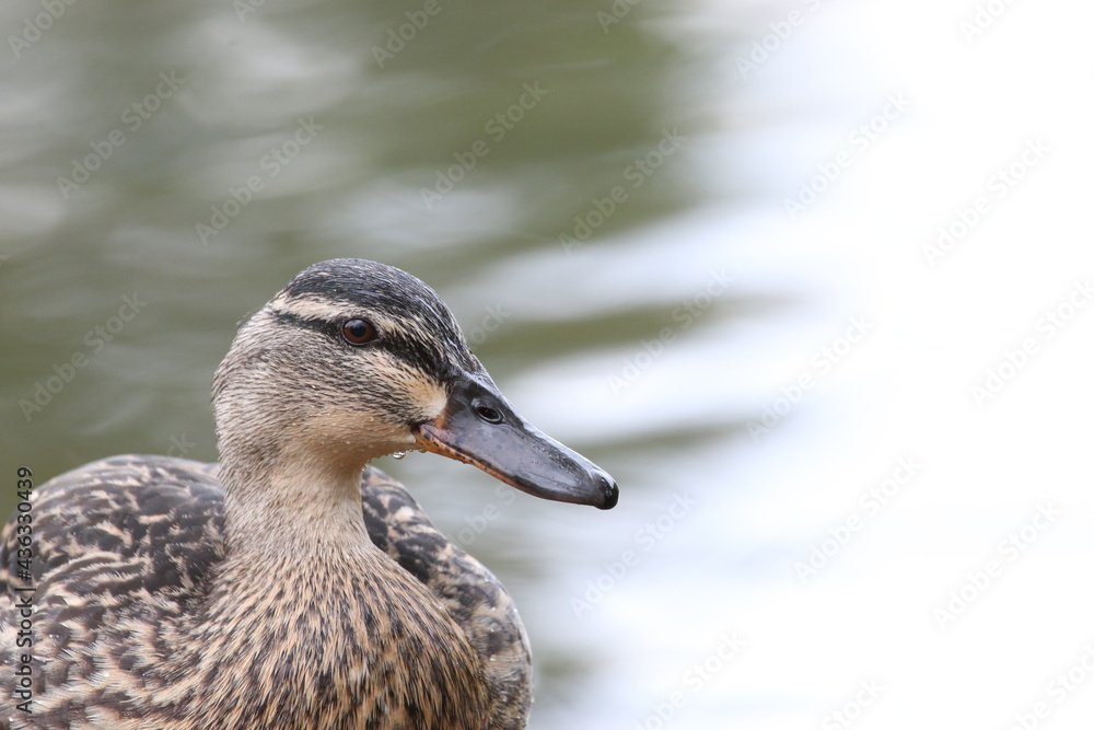 Female mallard duck in water facing right Female mallard duck in water facing right