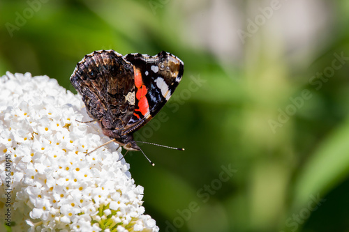 Red admiral on white buddleia facing downward