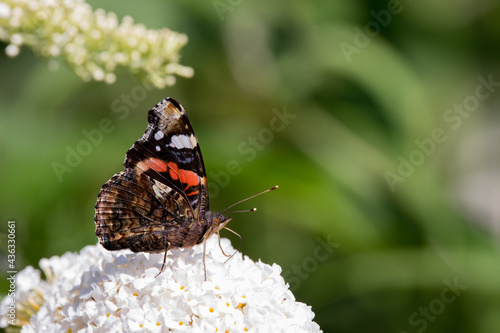 Red admiral on white buddleia