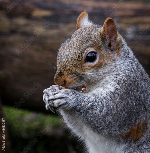 Grey squirrel eating peanut on the ground