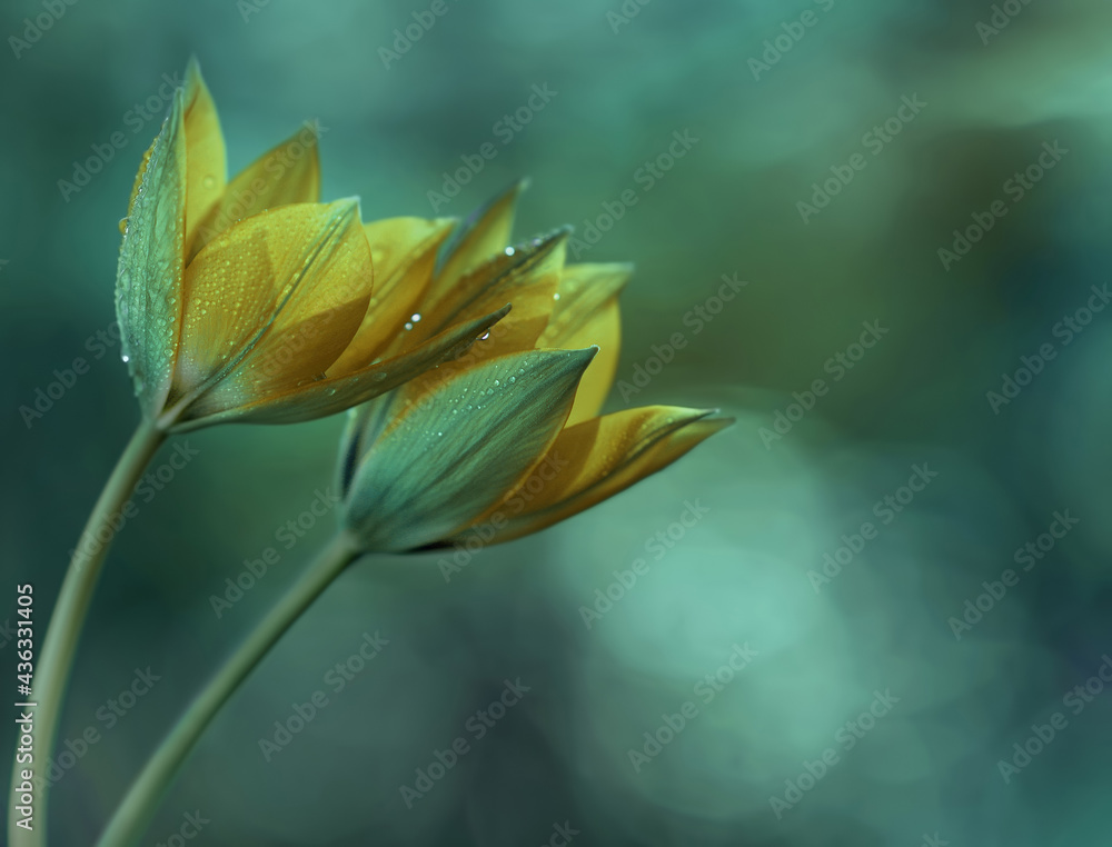 Obraz premium Tulipani gialli, fiori di primavera