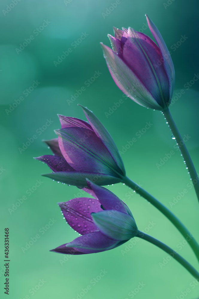 Naklejka premium Tulipany, fioletowe kwiaty