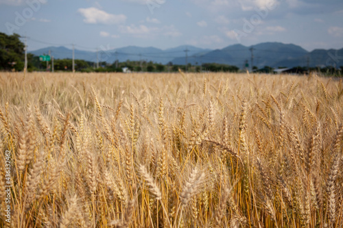 Wheat cultivation complex in Korea