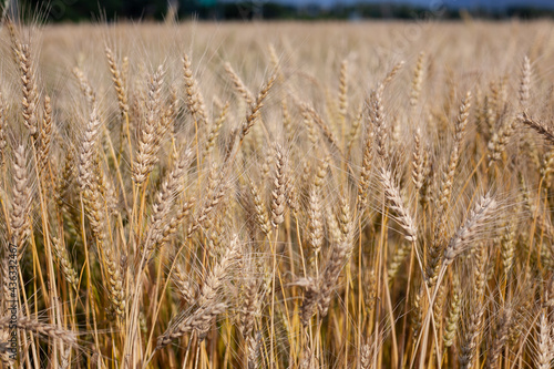Wheat cultivation complex in Korea