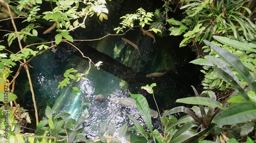 High angle view of a pond with many big fishes swimming photo