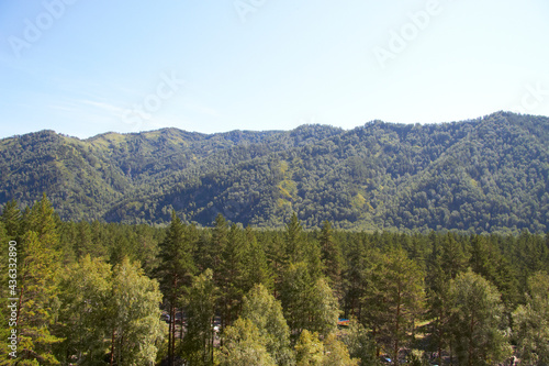 Beautiful trees on the territory of the Altai Mountains Russia summer