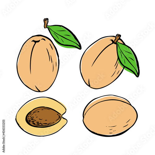 Hand drawn ripe apricots set isolated on white background. Sketch style vector eco food illustration.