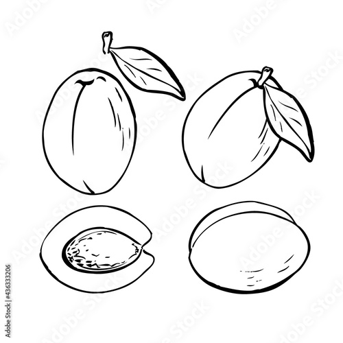 Hand drawn ripe apricots set isolated on white background. Sketch style vector eco food illustration.