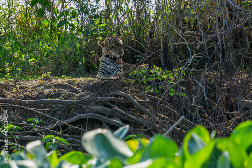Front view of wild Jaguar licking itself in riverbank, Pantanal, Brazil photo