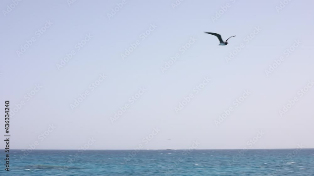 Seagull is flying on blue sky soaring above the track of ship in blue sea Seagull is flying on blue sky soaring above the track of ship in blue sea