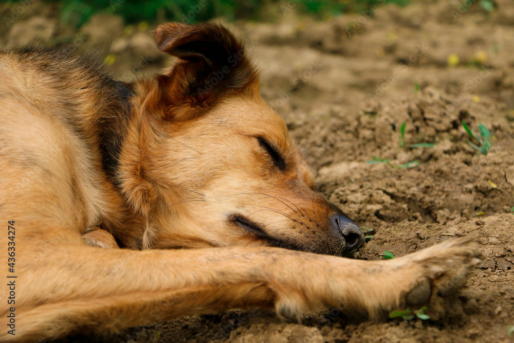 beautiful shepherd mixed dog is lying in the sand and sleeping